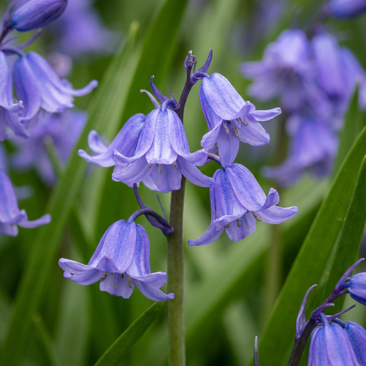 Gros plan de délicates fleurs bleues de Jacinthe des bois en forme de clochettes