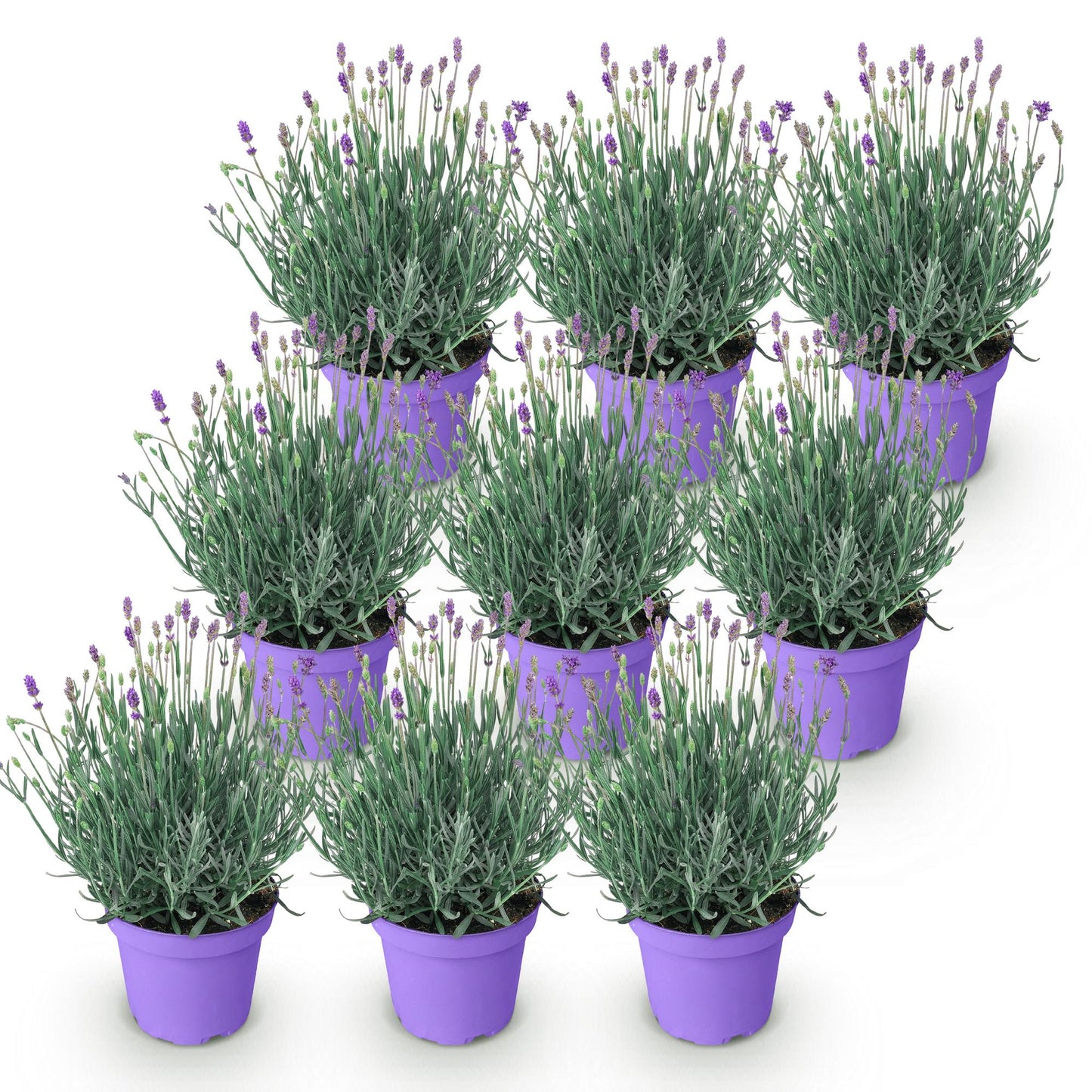 Lavandula angustifolia Munstead. Lot de neuf plants de lavande en pots violets, sur un fond blanc uni, prêts à être plantés.