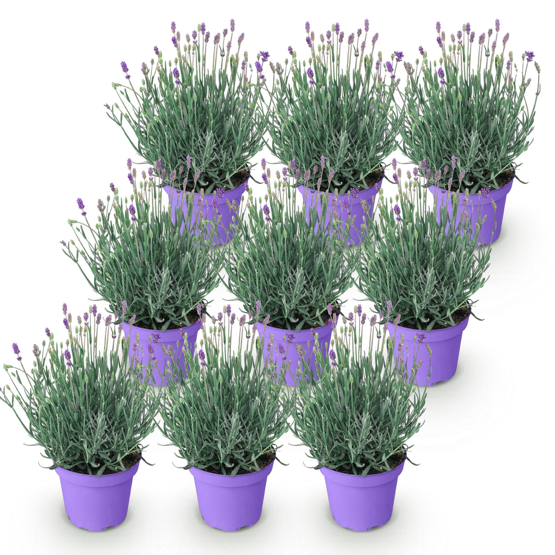 Lavandula angustifolia Munstead. Lot de neuf plants de lavande en pots violets, sur un fond blanc uni, prêts à être plantés.