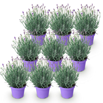 Lavandula angustifolia Munstead. Lot de neuf plants de lavande en pots violets, sur un fond blanc uni, prêts à être plantés.
