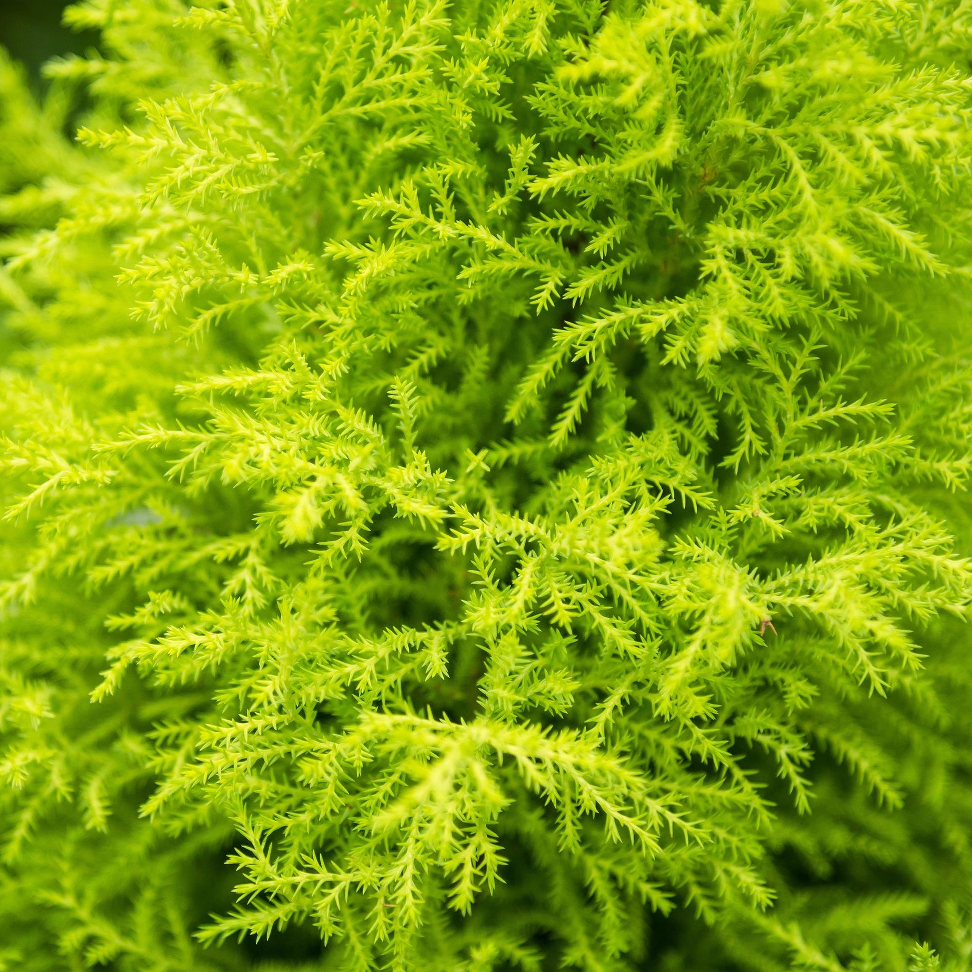Détail rapproché du feuillage vert vif et fin d'un Cupressus Gold Crest Wilma, montrant sa texture dense et ramifiée