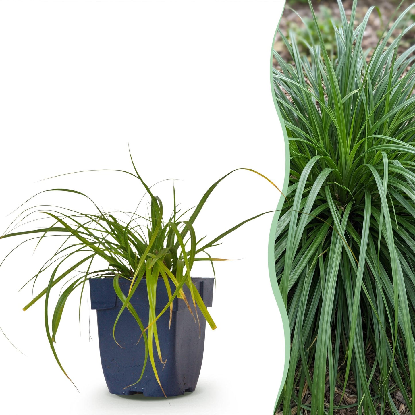 Carex oshimensis Evergreen : jeune plant en pot et vue d'une touffe adulte luxuriante pour illustrer sa croissance.