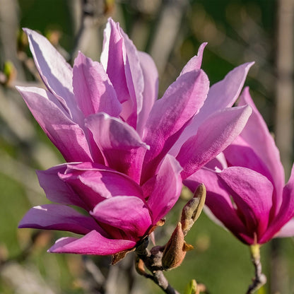 Magnolia liliiflora Nigra avec des fleurs violettes luxuriantes en gros plan, dévoilant la beauté de ses pétales ouverts.