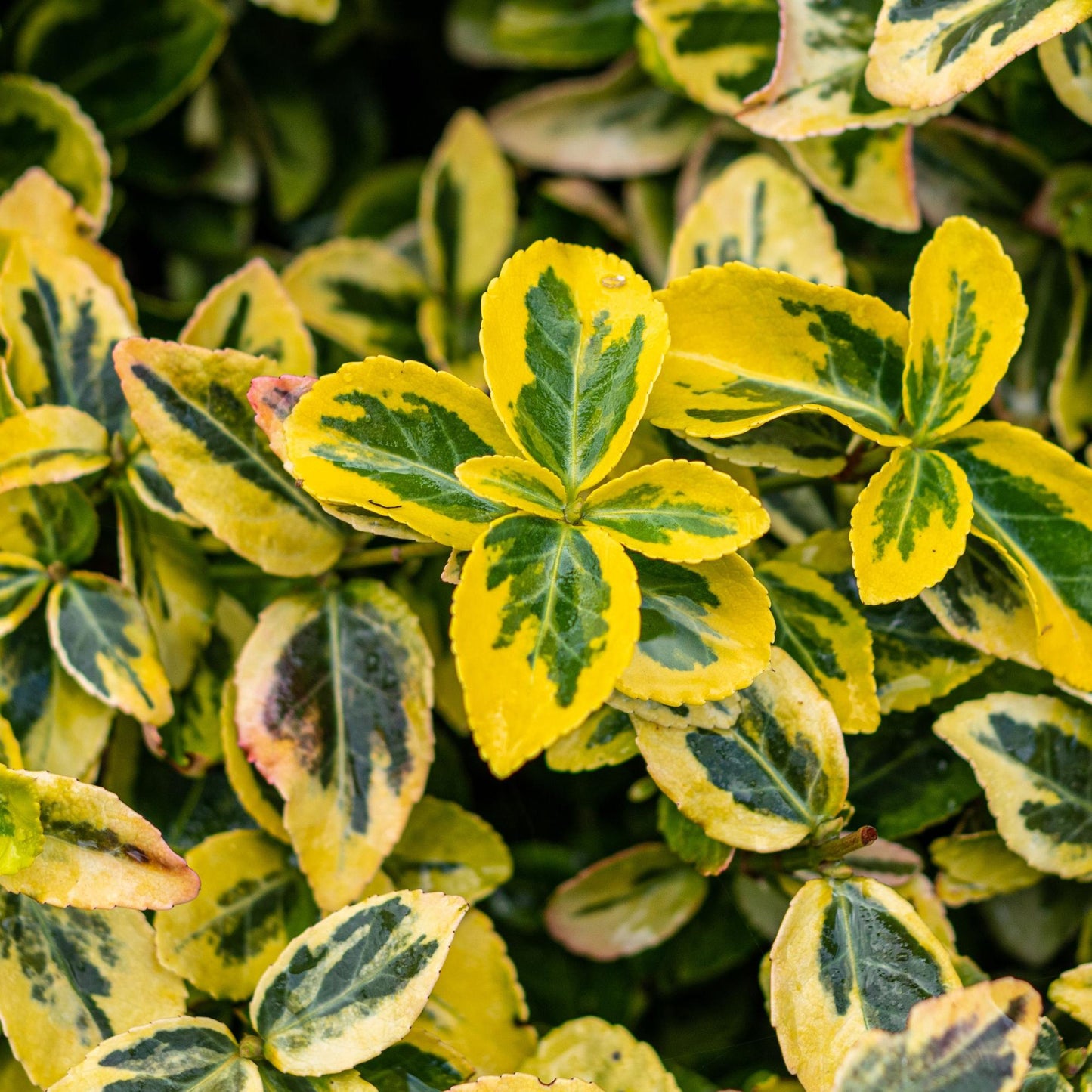 Euonymus fortunei Emerald n Gold, feuillage panaché vert et jaune vif avec des gouttes de rosée.