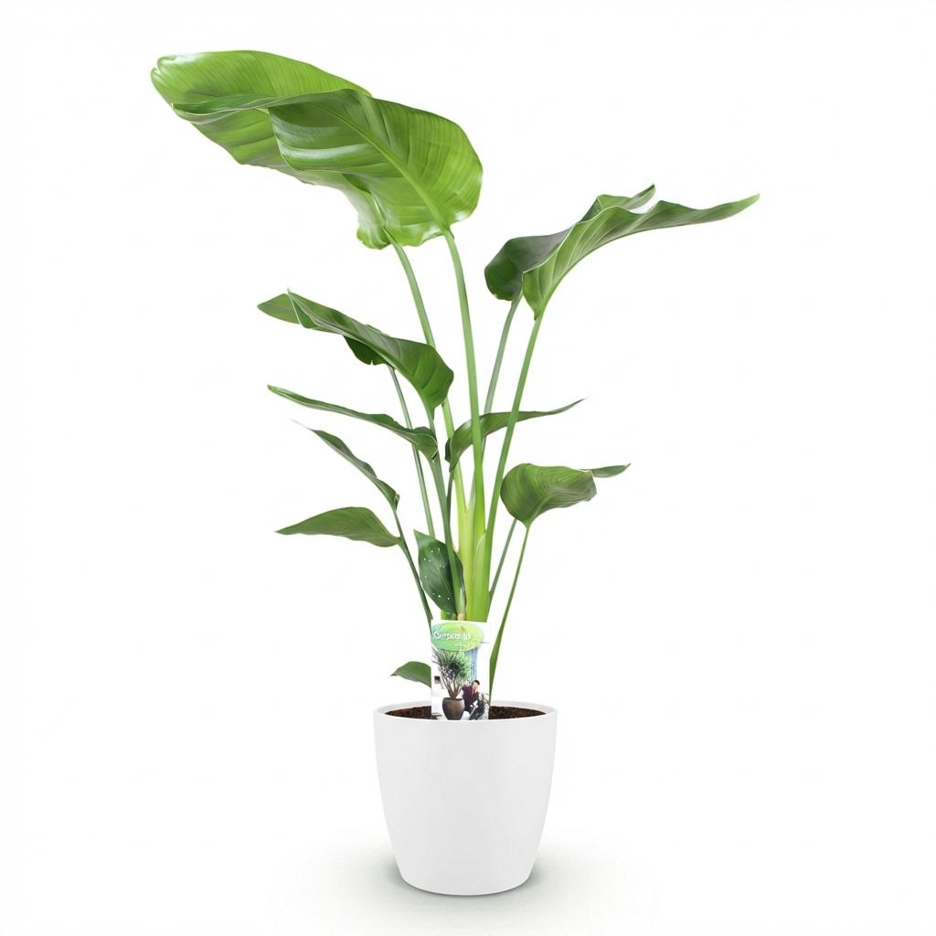 Strelitzia Nicolai avec un feuillage vert luxuriant et un pot blanc sur un fond blanc uni