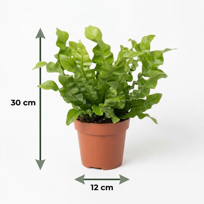 Un Asplenium Crispy Wave, ou Fougère Crispy Wave, aux feuilles ondulées vert vif, dans un cache-pot blanc