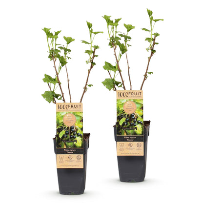 Ribes nigrum Titania : deux plants de cassissiers noirs en pot alignés sur un fond blanc uni, prêts à être plantés.