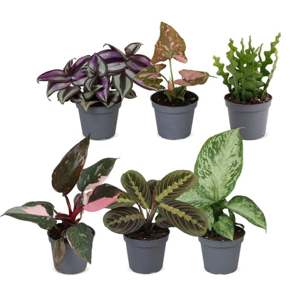 Box surprise plantes en pot de 6 cm, 6 plantes, sans cache-pot