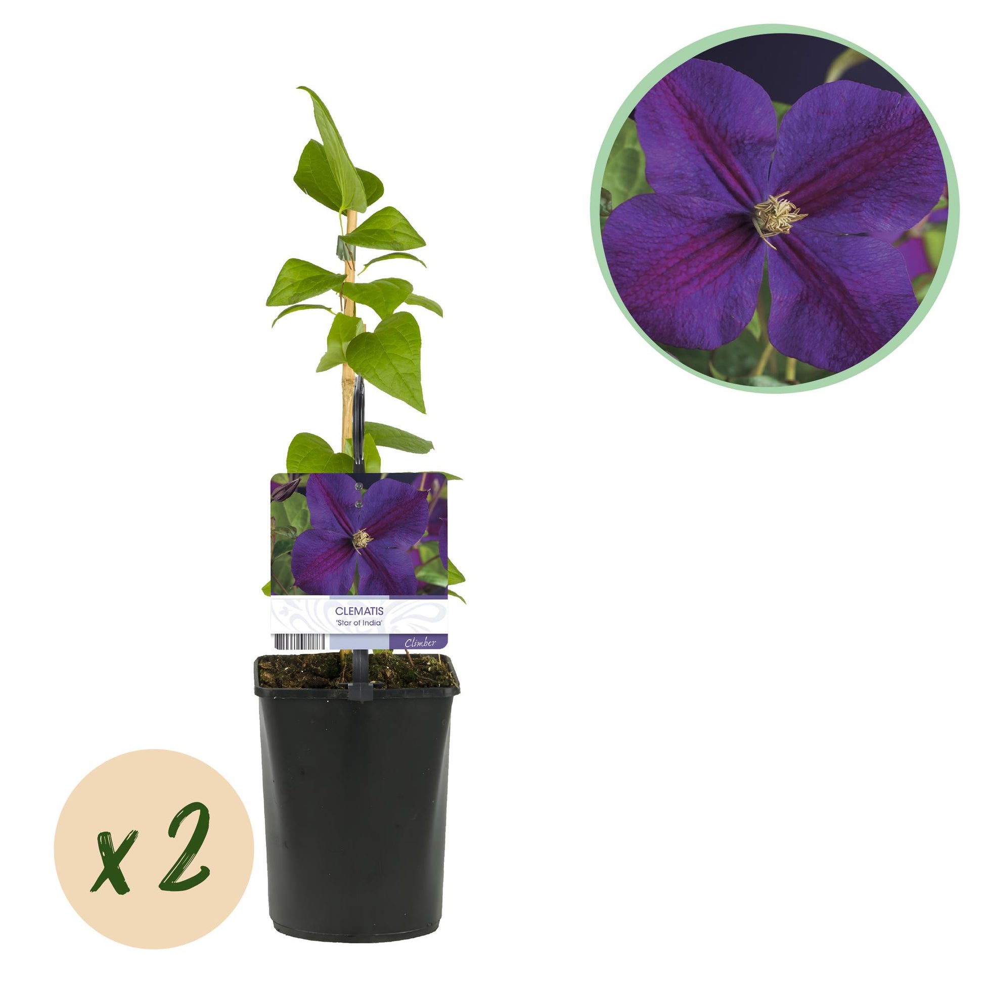 Clématite Star of India en pot, avec une pastille 'x2' pour le lot. Vue rapprochée de la fleur violet intense en insert.