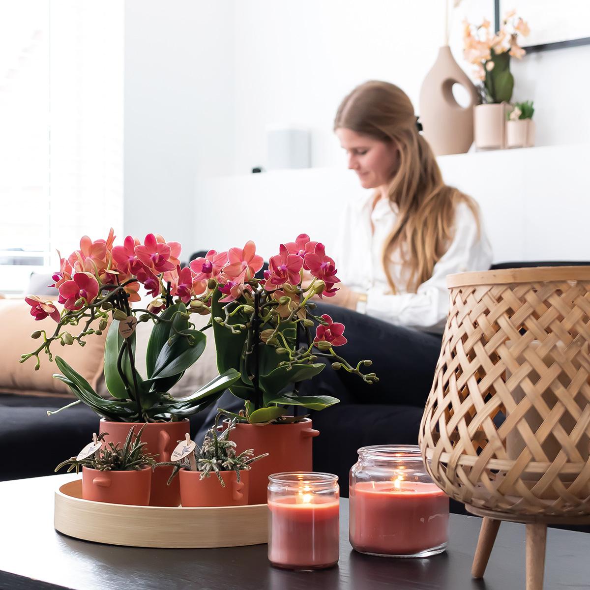 Orchidée Phalaenopsis rouge en pot