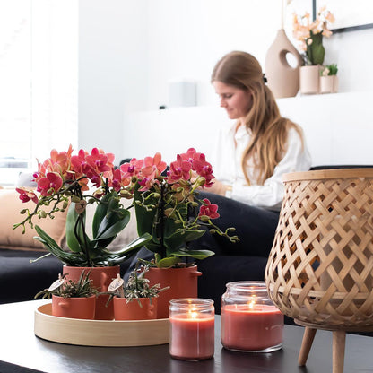 Orchidée Phalaenopsis rouge en pot