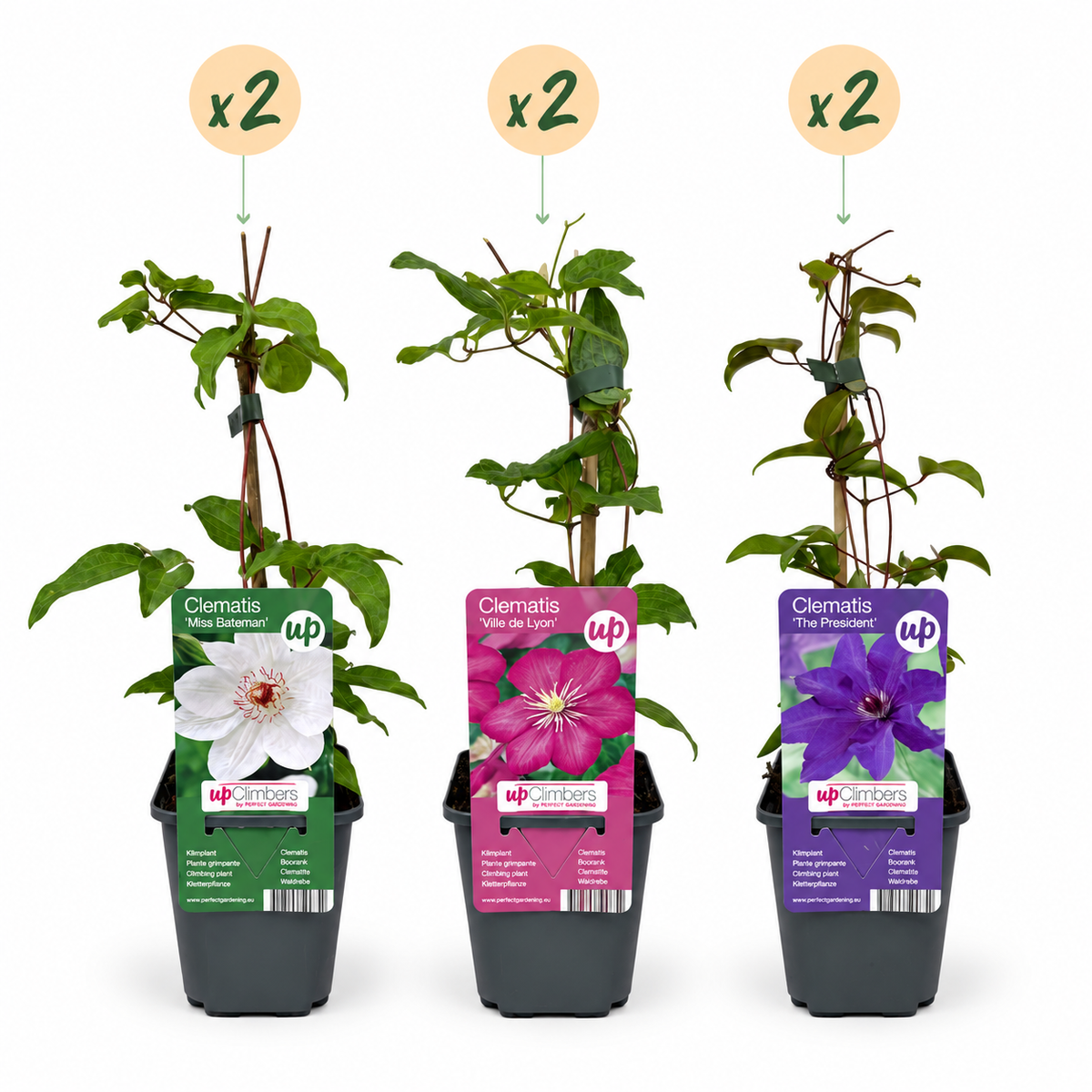 Clématite Tricolore en mélange de couleurs - lot de 6 plants, pot Ø9 cm