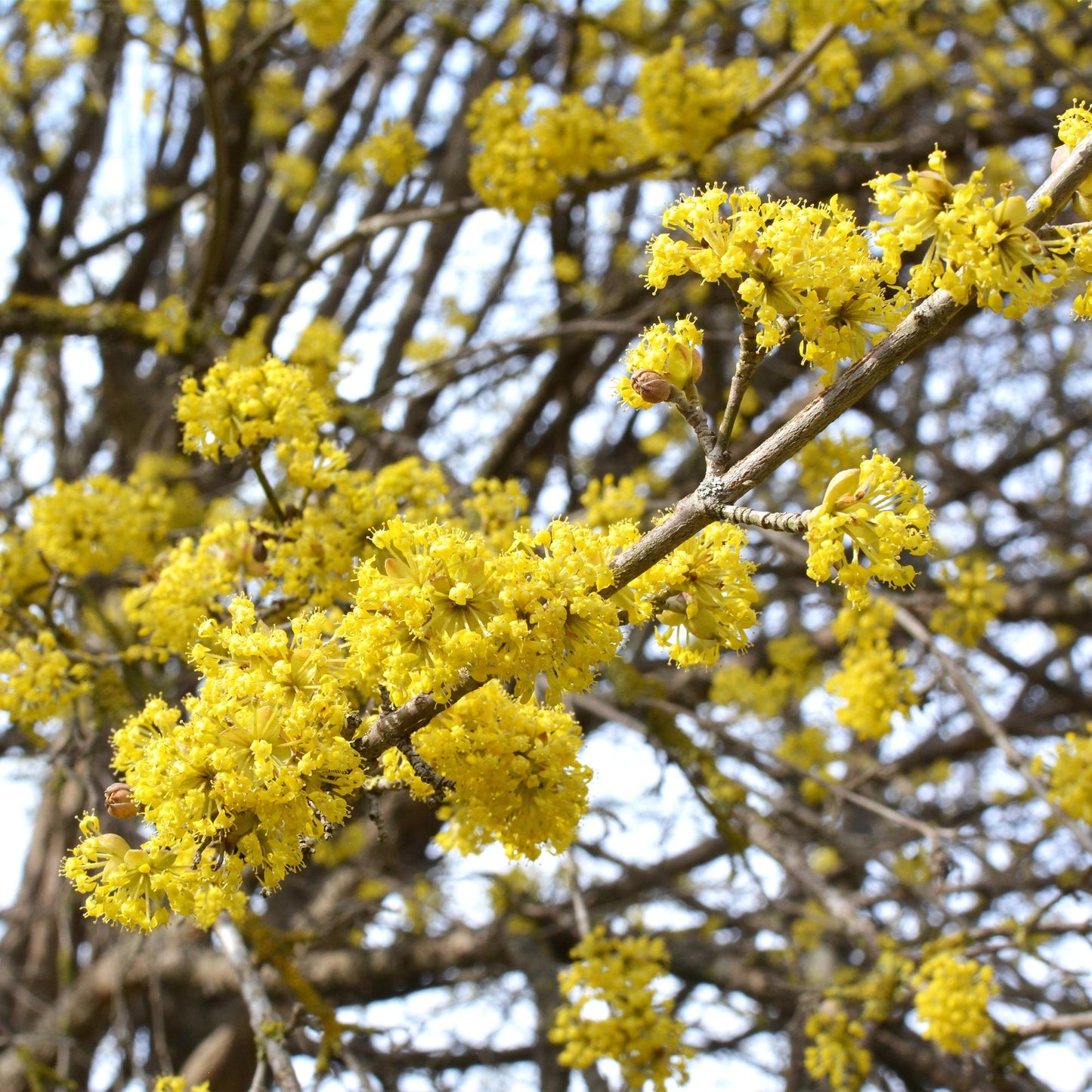 Cornus mas, également appelé Cornouiller mâle, gros plan sur ses branches fleuries de petites fleurs jaunes lumineuses au printemps.