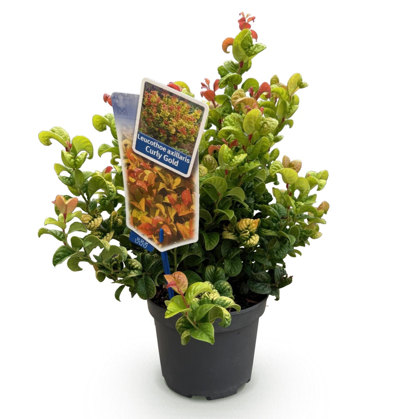 Leucothoe Curly Gold : une plante d'extérieur persistante à feuillage vert et jaune, avec de jeunes pousses rouges, présentée en pot sur fon