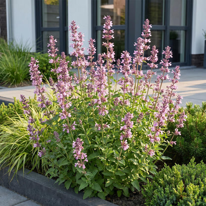 Nepeta sib. Wild Orchid fleurie, plante vivace en massif dans un jardin moderne, avec des touches de lavande.