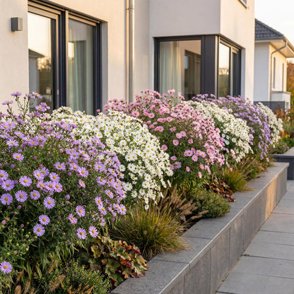 Aster de mer Schneekissen en massifs colorés (rose, blanc, violet) devant une maison moderne, attire les abeilles et papillons.