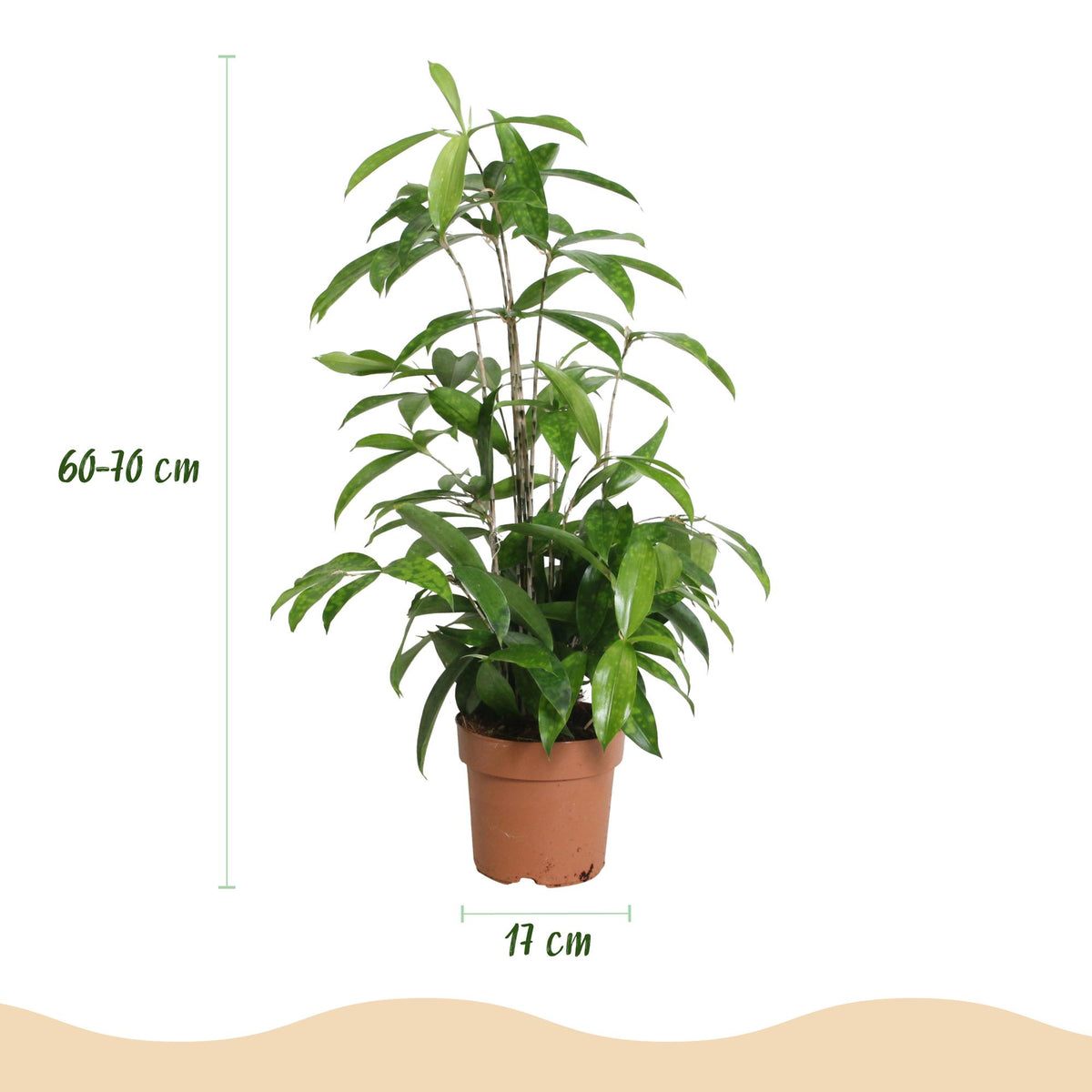 Dimensions de Dracaena surculosa en pot de 17 cm
