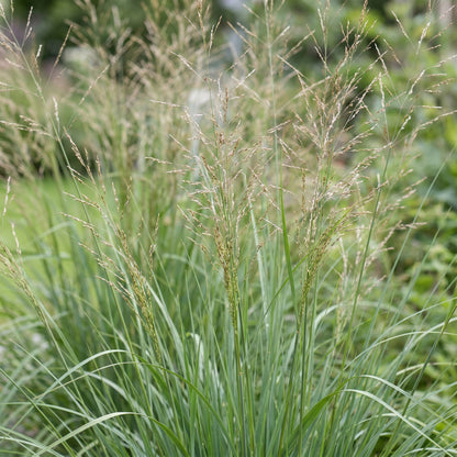 Molinia arund. Karl Foerster : Gros plan sur le feuillage vert et les épis floraux aériens de cette graminée ornementale.