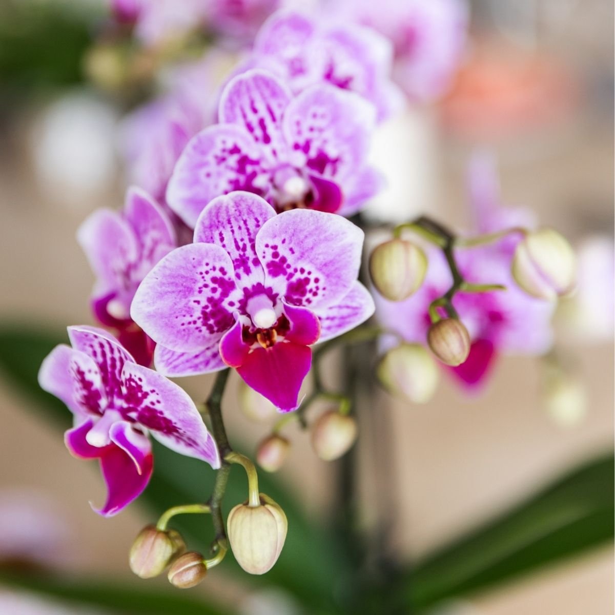 Orchidée Phalaenopsis 'El Salvador' rose et violette tachetée, pot 9 cm