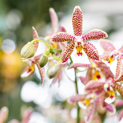 Orchidée Phalaenopsis orange en pot