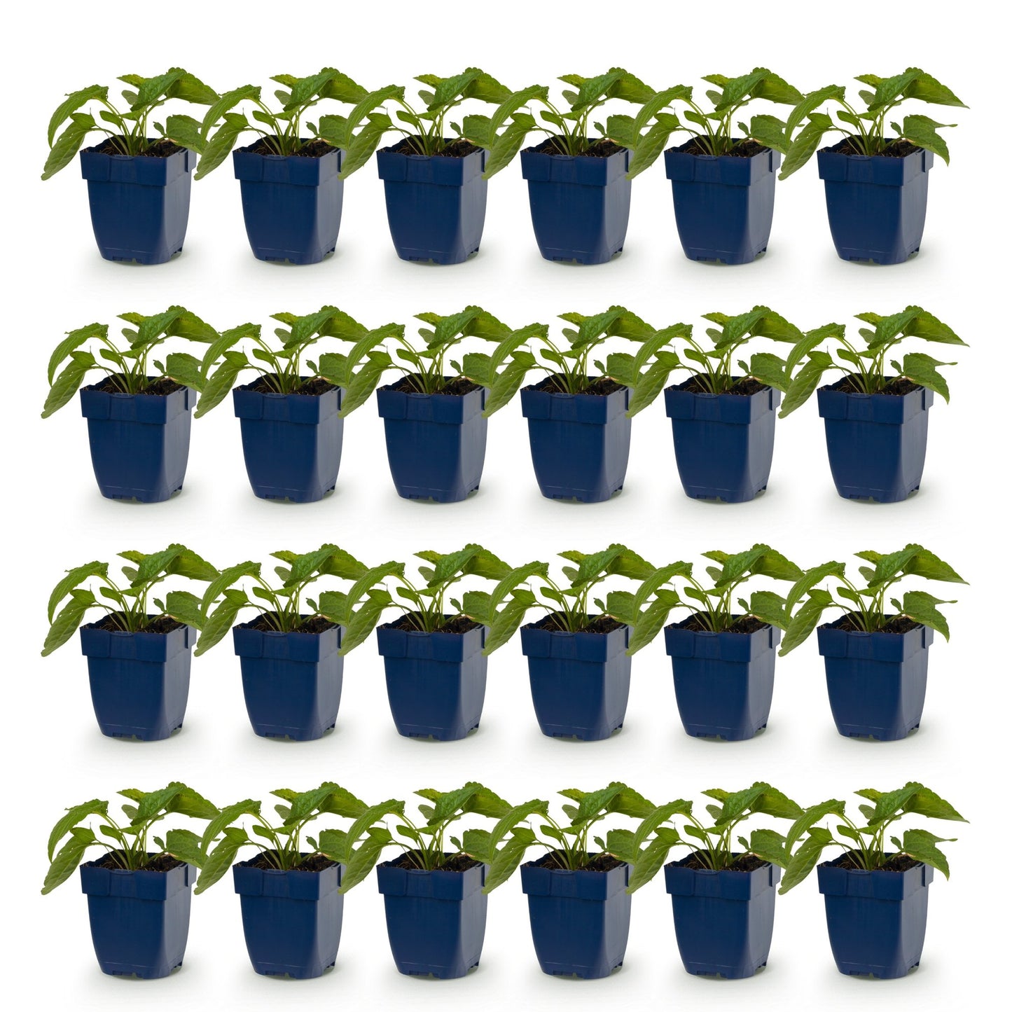 Rudbeckia fulg. Goldsturm, 24 jeunes plants en pot de 11 cm, feuillage vert, alignés sur fond blanc uni, prêts à être plantés.