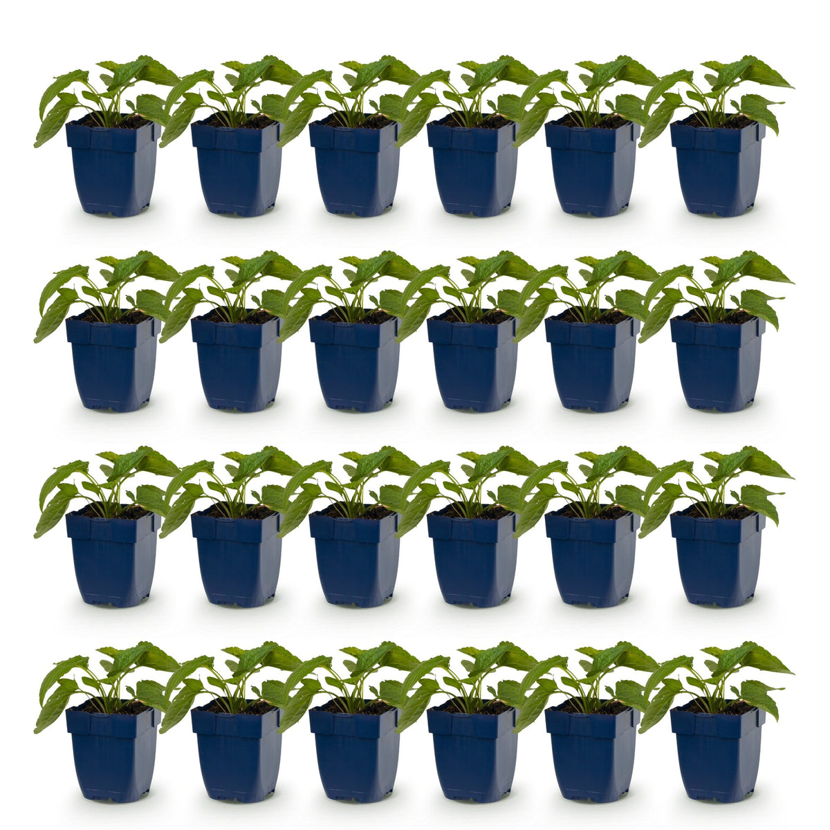 Rudbeckia fulg. Goldsturm, 24 jeunes plants en pot de 11 cm, feuillage vert, alignés sur fond blanc uni, prêts à être plantés.