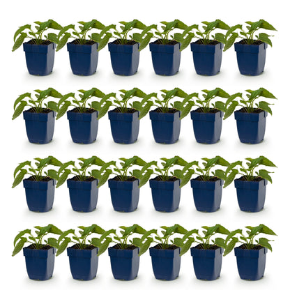 Rudbeckia fulg. Goldsturm, 24 jeunes plants en pot de 11 cm, feuillage vert, alignés sur fond blanc uni, prêts à être plantés.