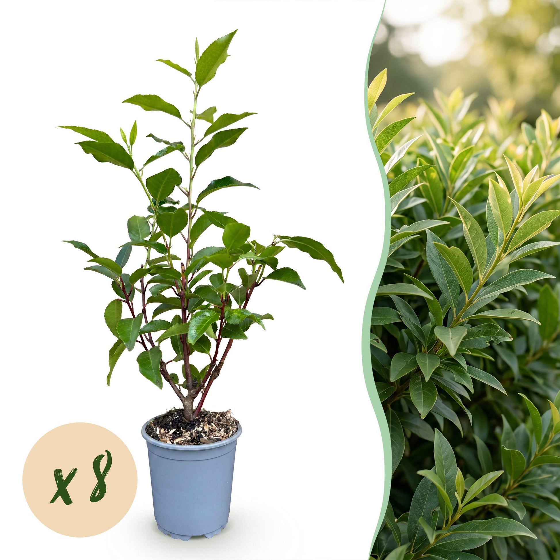 Prunus lusitanica Angustifolia : jeune plant en pot avec bulle « x8 » à gauche et une haie de lauriers-cerises à droite.