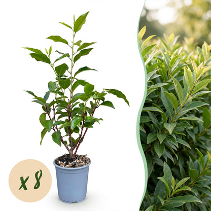 Prunus lusitanica Angustifolia : jeune plant en pot avec bulle « x8 » à gauche et une haie de lauriers-cerises à droite.