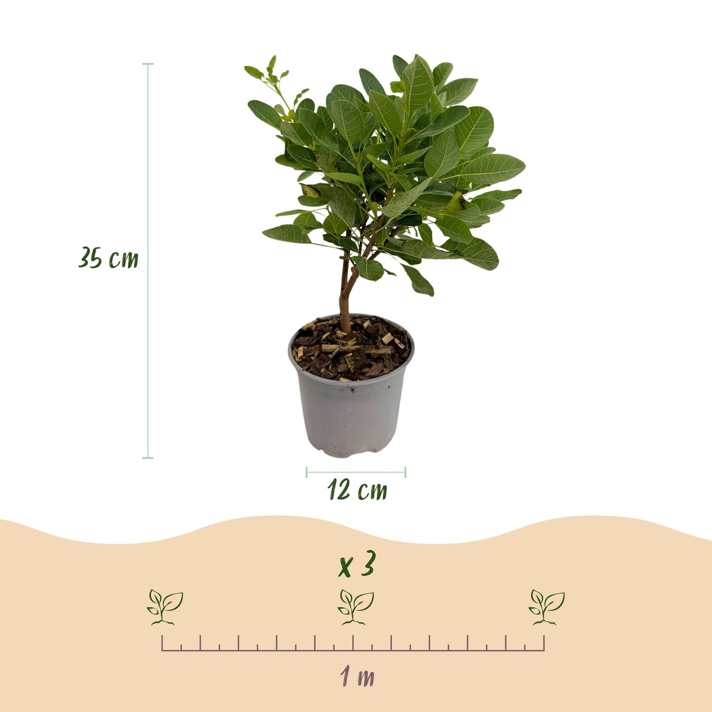 Cotinus coggyria Young Lady : Dimensions (hauteur 35 cm, pot 12 cm) et espacement de plantation (x3 plants par mètre) pour ce lot.