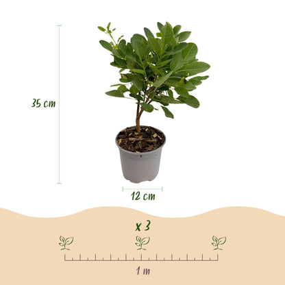 Cotinus coggyria Young Lady : Dimensions (hauteur 35 cm, pot 12 cm) et espacement de plantation (x3 plants par mètre) pour ce lot.