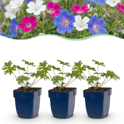 Géranium Tricolour: Trois plants en pots bleus prêts à être plantés, avec en arrière-plan des fleurs épanouies violettes, roses et blanches.