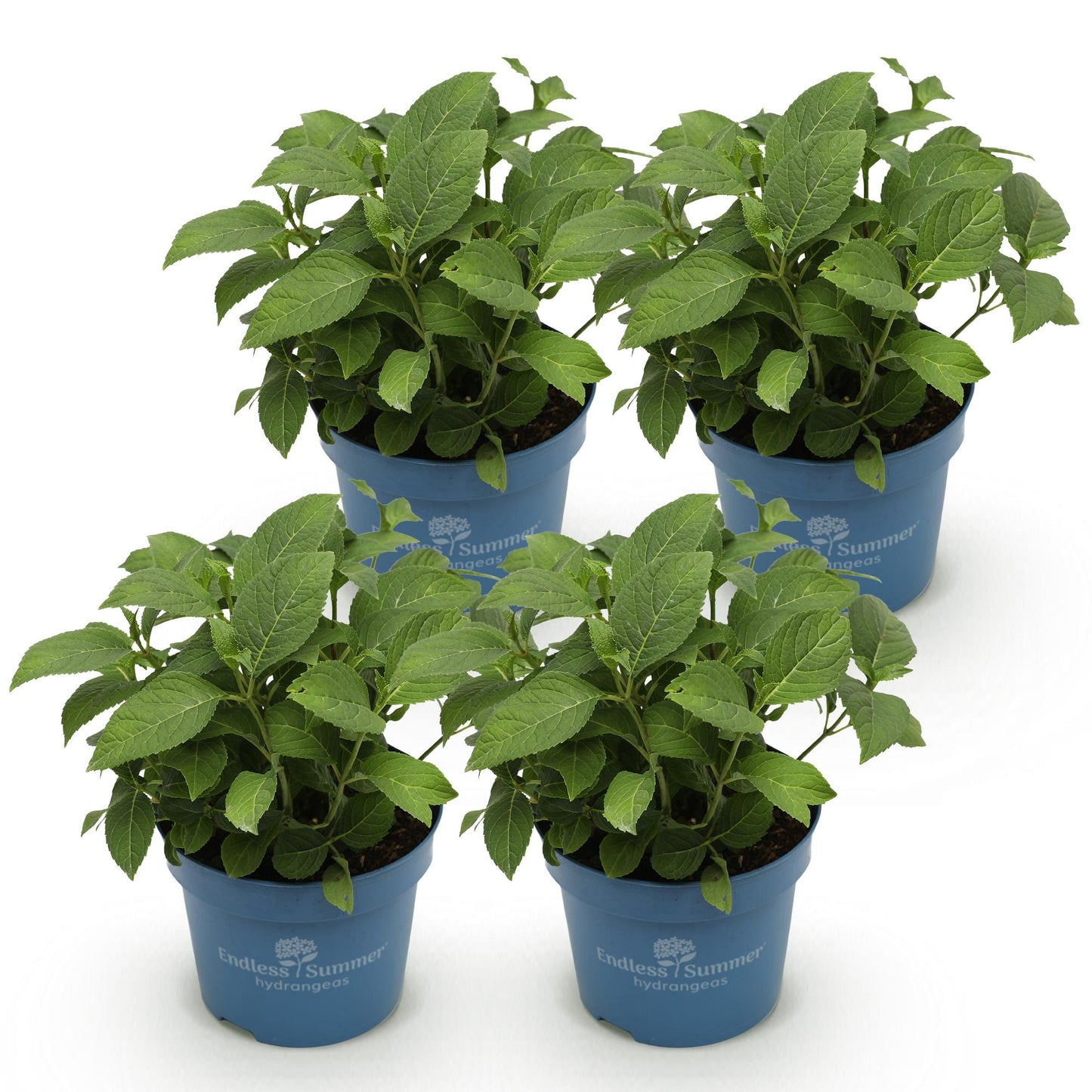 Hortensia Endless Summer The Original Pink en pots bleus, lot de quatre plants sur fond blanc, prêts à être plantés.