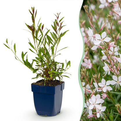 Gaura lindheimeri 'Whirling Butterflies' en pot, présentant son feuillage vert et de délicates fleurs blanches épanouies.