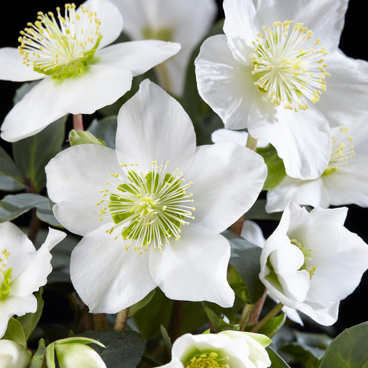 Rose de Noël Helleborus niger 'Christmas Carol' en pot, fleurs blanches à cœur jaune