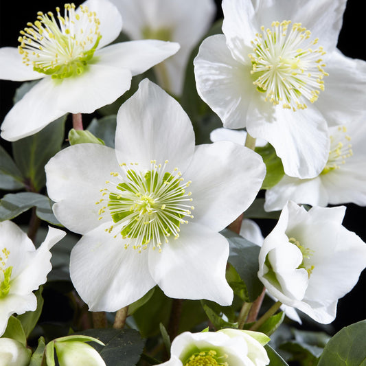 Rose de Noël Helleborus niger 'Christmas Carol' en pot, fleurs blanches à cœur jaune