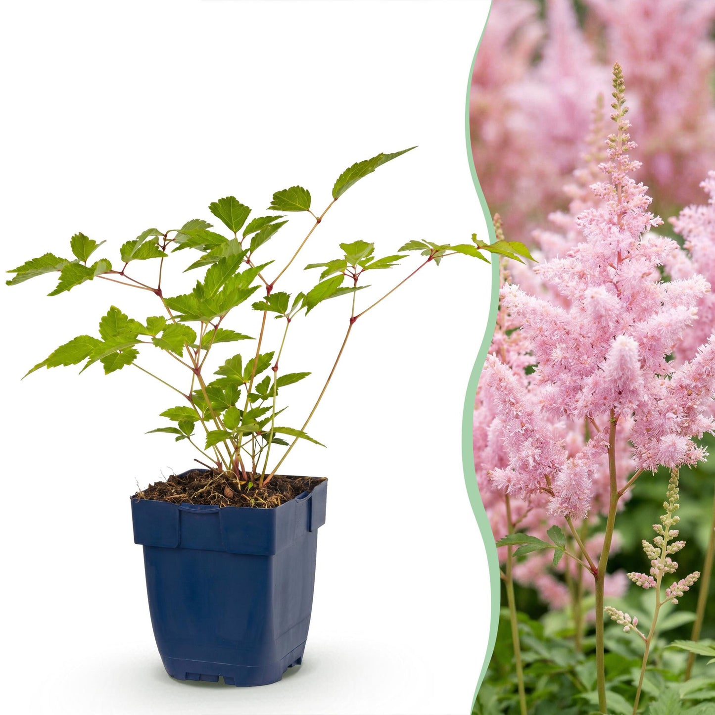 Astilbe : jeune plant en pot bleu sur fond blanc, juxtaposé à un gros plan de la plante adulte en fleur avec ses plumes roses vaporeuses.