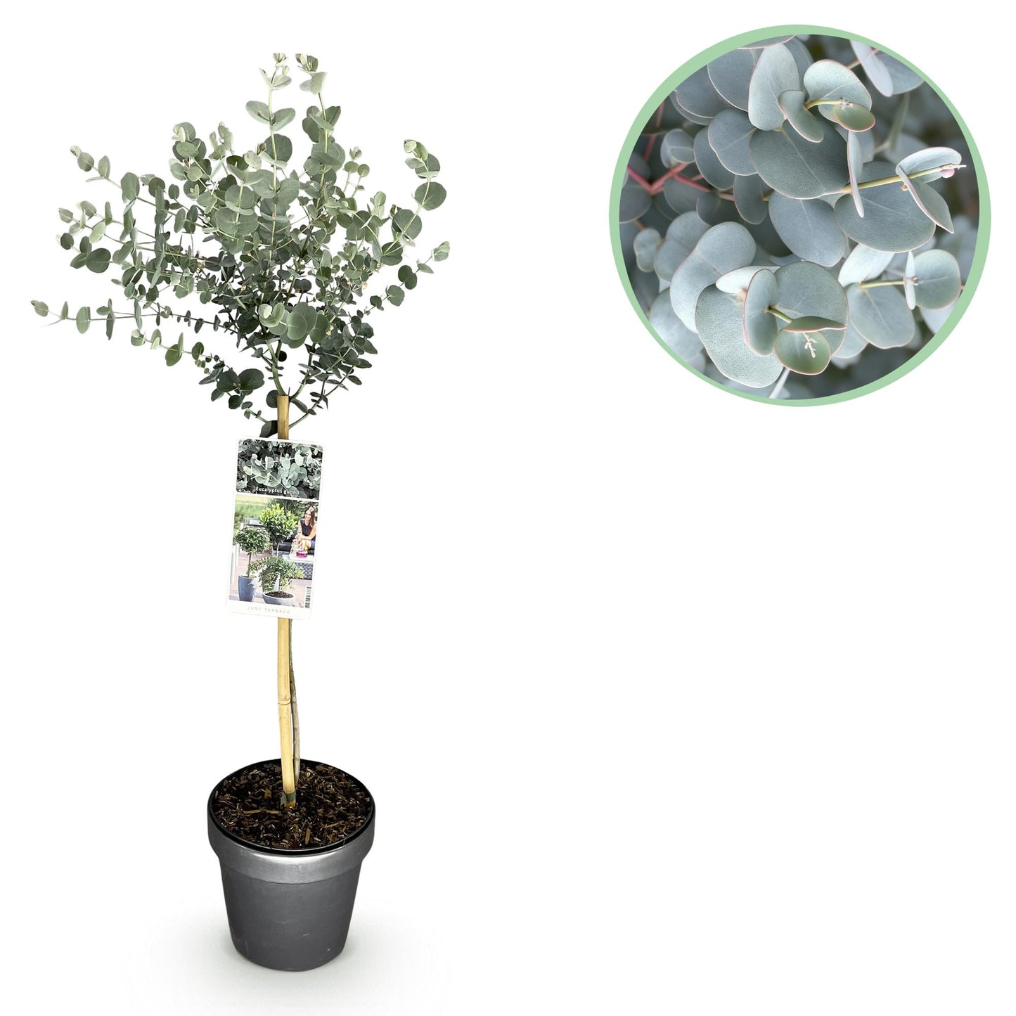 Eucalyptus gunni Azure sur tige, un plant en pot avec une pastille de gros plan sur les feuilles gris-bleu de l'eucalyptus.
