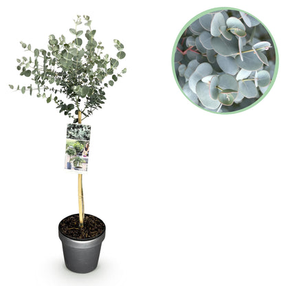 Eucalyptus gunni Azure sur tige, un plant en pot avec une pastille de gros plan sur les feuilles gris-bleu de l'eucalyptus.