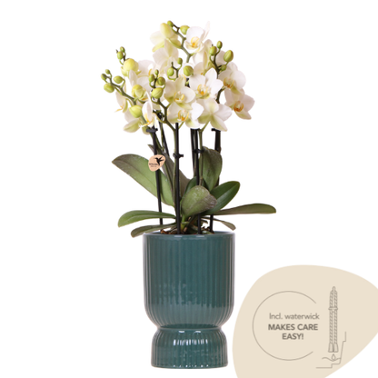 Orchidée Phalaenopsis blanche avec cache-pot Diabolo vert
