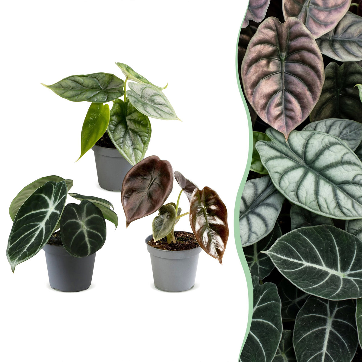 Lot de 3 bébés Alocasia Cuprea Red, Dragon Scale et Ninja en pot de 6 cm