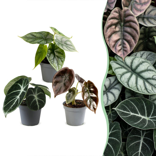 Lot de 3 bébés Alocasia Cuprea Red, Dragon Scale et Ninja en pot de 6 cm