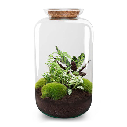 Kit terrarium lumineux haute bouteille Calathea, Fittonia et Asparagus, 43 cm, avec ou sans outils