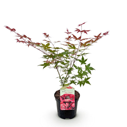 Acer palmatum Beni Maiko, érable japonais avec feuillage rouge et vert en pot noir, sur fond blanc. Idéal pour terrasse ou jardin.