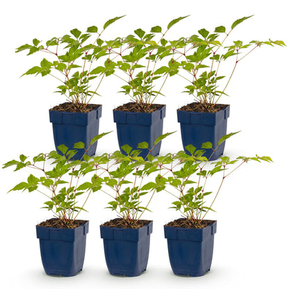 Astilbe, lot de 6 jeunes plants en pot bleu sur fond blanc, avec des feuilles vertes et des tiges rougeâtres.