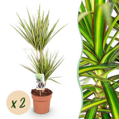 Deux Dracaena Sunray Arbre Dragon en pots horticoles, avec des feuilles panachées vert vif et jaune, et un gros plan des détails du