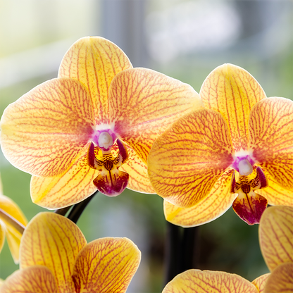 Orchidée Phalaenopsis orange en pot