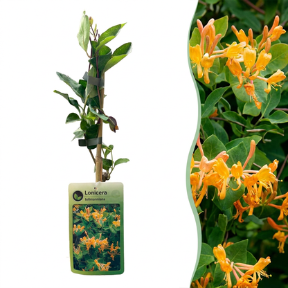 Chèvrefeuille de Tellmann (Lonicera x tellmanniana) - grimpante fleurie