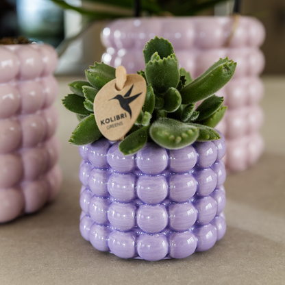 Cache-pot céramique - rondeurs colorées et gaies - violet