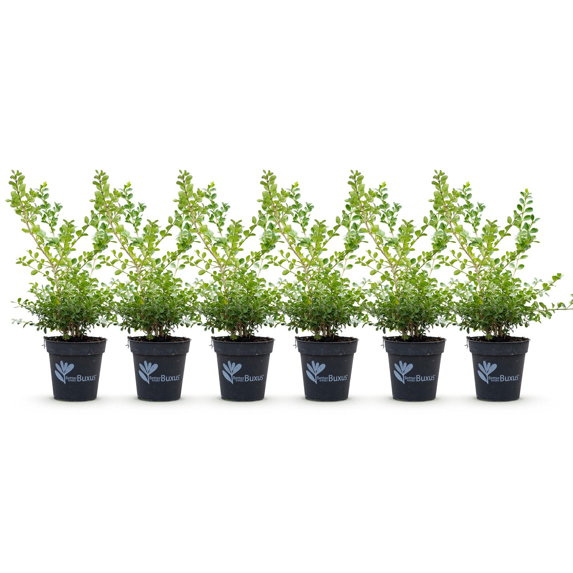 Buxus BetterBuxus Babylon Beauty : 6 jeunes plants en pots noirs, alignés sur un fond blanc, prêts à être plantés en haie.
